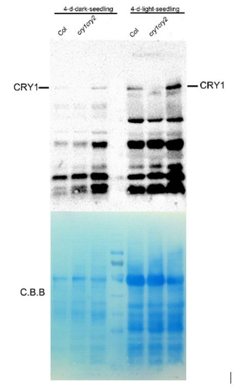 western blot using anti-CRY1 antibodies